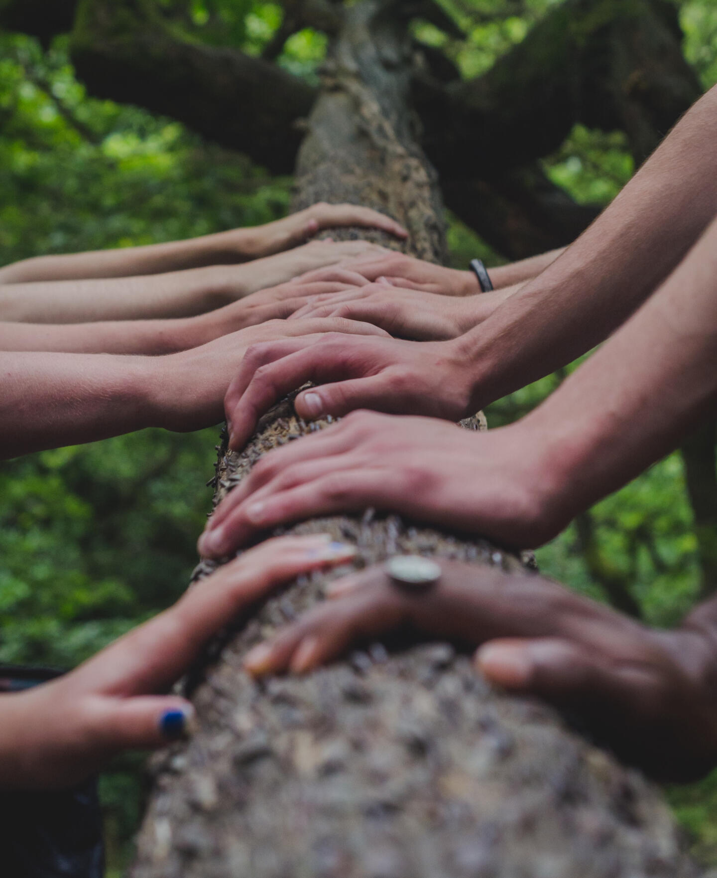 Hands touching a tree